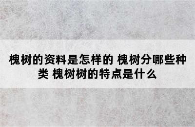 槐树的资料是怎样的 槐树分哪些种类 槐树树的特点是什么